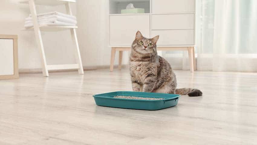 Katze mit Durchfall sitzt vor Katzenklo