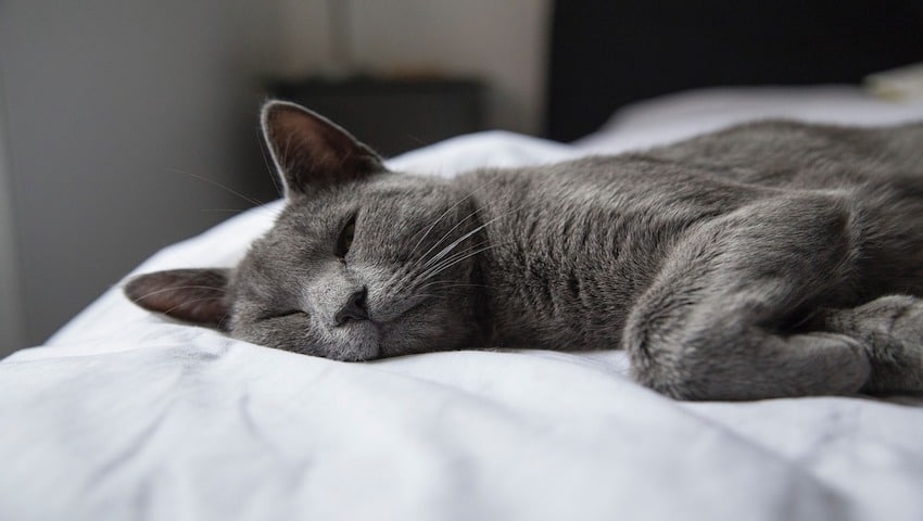 Katze mit schleimigem Durchfall ruht sich auf weißer Decke aus