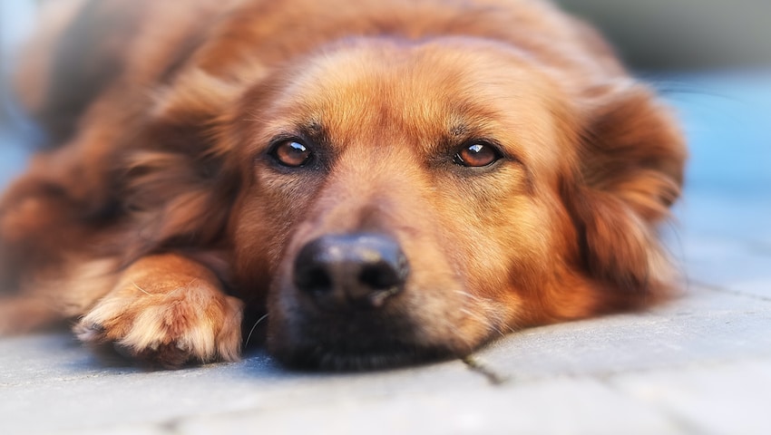 Hund alterserscheinungen senior krankheiten symptome