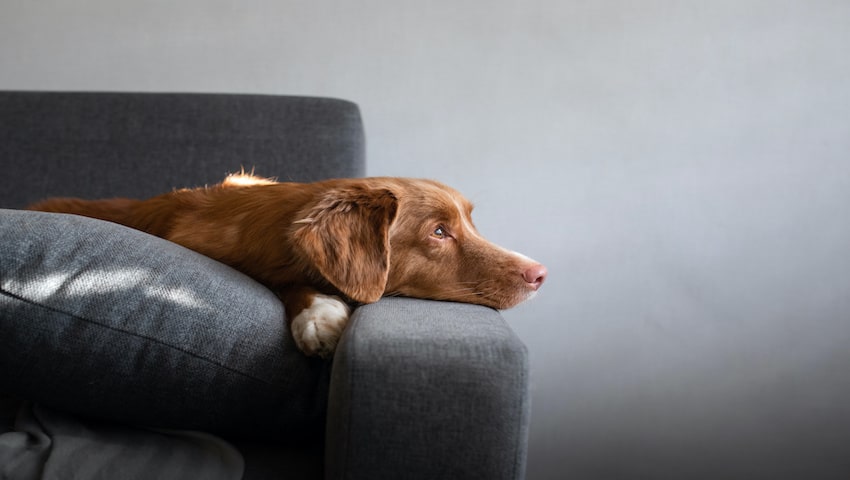 grossesse apparente chien chienne chiots ventre épais pyomètre loups