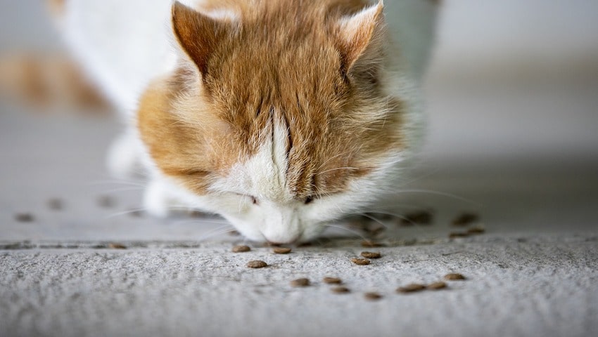 Katze hat Durchfall frisst aber normal auf einem Teppich