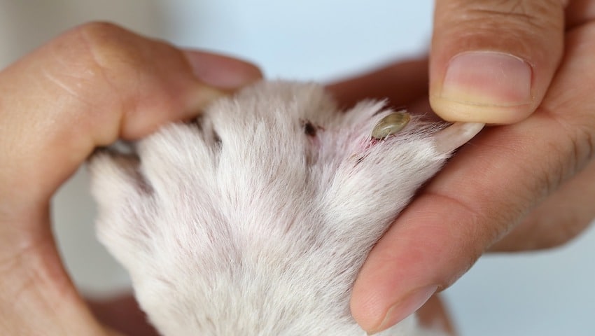 Zecke beim Hund zwischen den Krallen entfernen