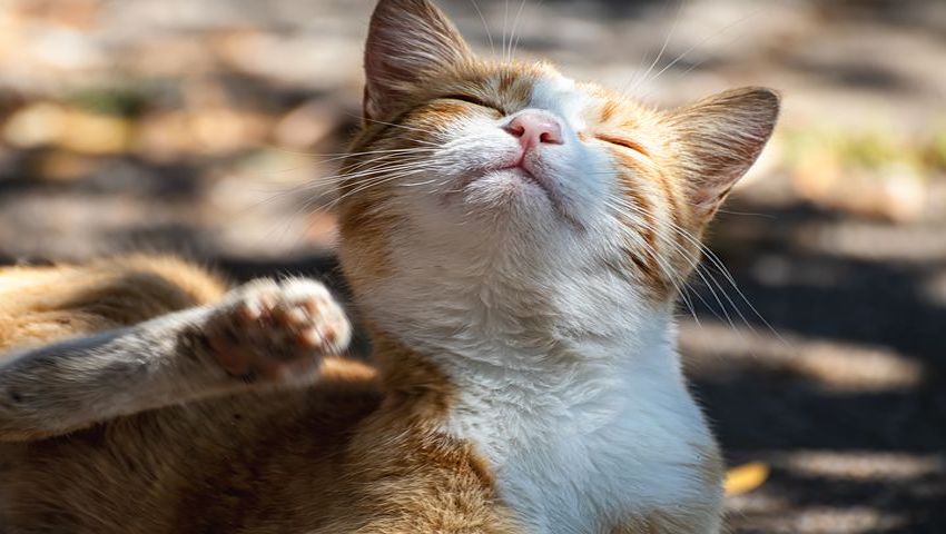 Hausmittel zur Anwendung gegen Flöhe bei Katzen mit Juckreiz im Freien