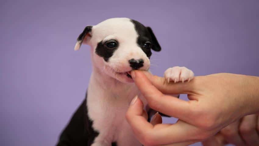 Natürliche Wurmkur wird in Tablettenform an den Hund verfüttert