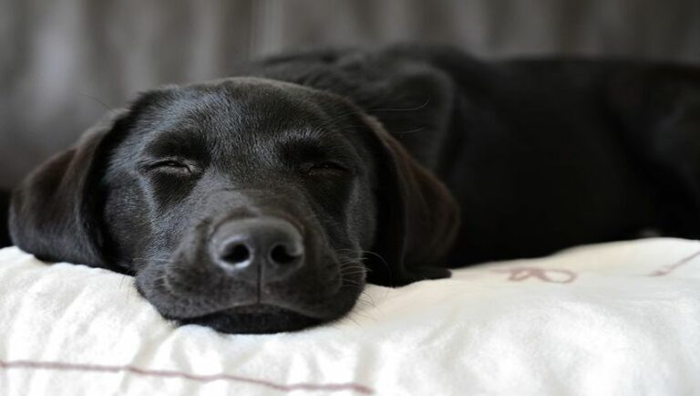 Hund frisst nicht und schläft viel: Gründe & Tipps |Dr. Sam