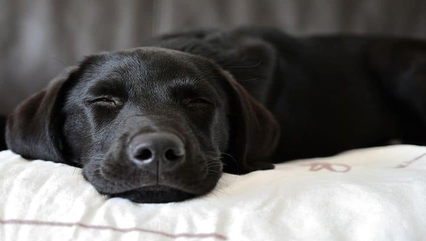 Schwarzer Hund frisst nicht und schläft viel auf einem weißen Polster