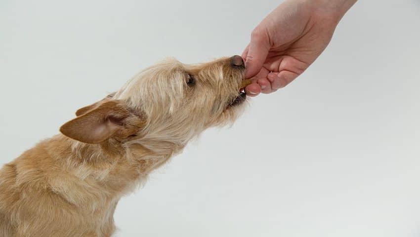 Hund bekommt über die Hand ein Hausmittel gegen Zecken verabreicht