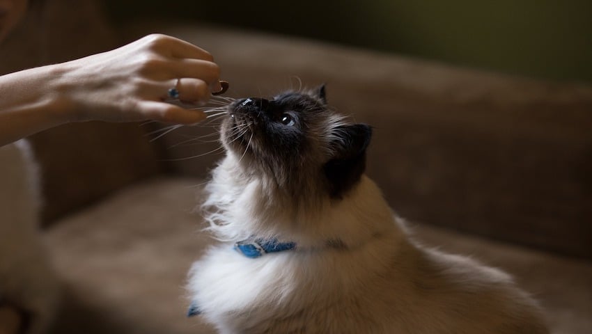 Hausmittel gegen Zecken bei Katzen wird über die Hand verfüttert