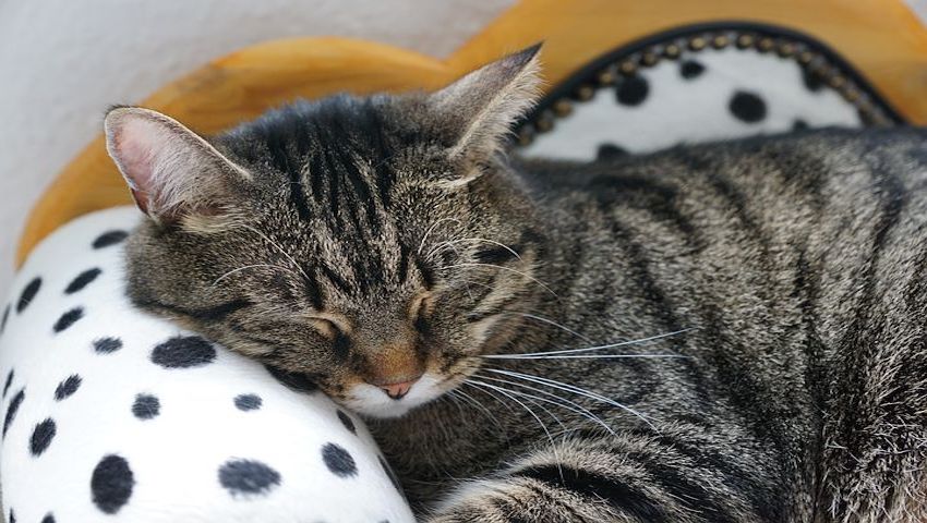 FIV positive Katze ruht sich auf gepunkteten Kissen aus