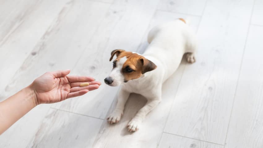 Hund bekommt Probiotika zu Hause über die Hand verabreicht