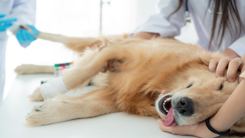 Hund benötigt Tierarzt Notdienst und liegt unter Narkose